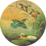 CircularKingfisher