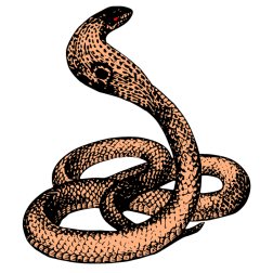 Cobra 4