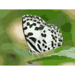 Common Pierrot Castalius rosimon butterfly