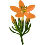 Orange flower-1628767512