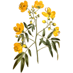 Corymbous cassia