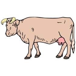 Cow II