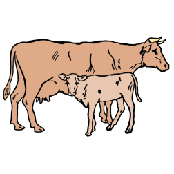 Cow and calf I