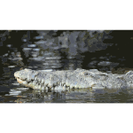 Crocodile in the water