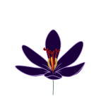Crocus blossom vector image