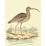 Curlew in a savannah vector illustration