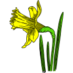 Colored daffodil
