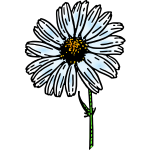 Colored daisy flower