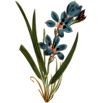Dark blue flowered upright babiana