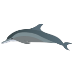 Dolphin's profile