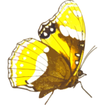 Retro butterfly
