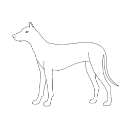 Dog XVI