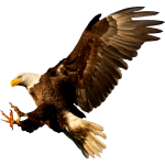 Eagle9