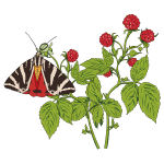 Wild raspberry and a butterfly