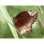 Elymnias hypermnestra male butterfly