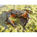 Eriphia verrucosa male crab