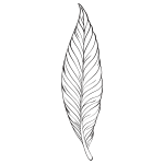 Feather line art