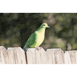 Fence Bird 2015051047
