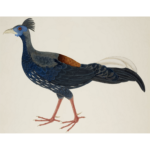 Color drawing of large long-tailed bird