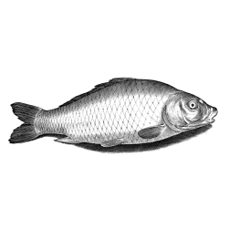 Fish 48