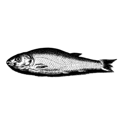 Fish 51