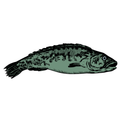 Fish 52