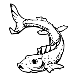 Fish 53