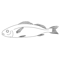 Fish 56