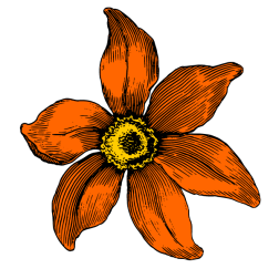 Flowers 60
