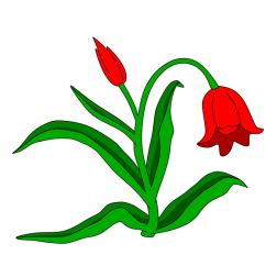 Flowers 63