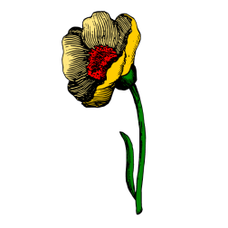 Flowers 71