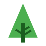 Forrest pine tree green