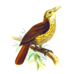 Friarbird image
