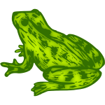 Frog 9 Colour