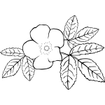 Vector image of line art rose in black and white