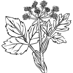 Heraculeum lanatum