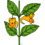 Vector drawing of impatiens capensis plant
