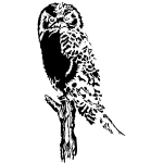 Owl (Stylized)