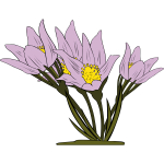 Anemone Patens plant vector