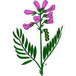 Hedysarum boreale vector