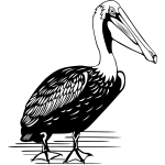 Pelican vector drawing