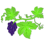 Grapes fruit and leaf
