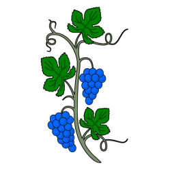 Grapes 28
