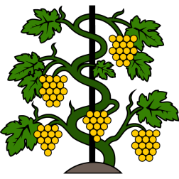 Grapes 9
