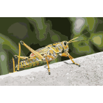 Grasshopper 2 2016121828