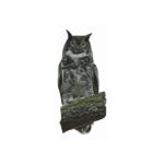 Great Horned Owl02