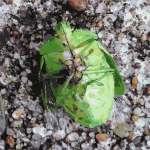 Green belly bug
