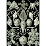 Haeckel Amphoridea