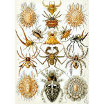 Haeckel Arachnida