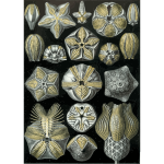 Haeckel Blastoidea